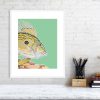 John Dory print in a white frame