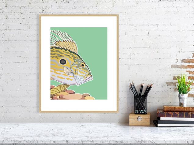John Dory print in an oak frame