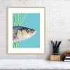Sea bass print in oak frame