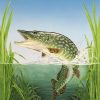 Original northern pike painting