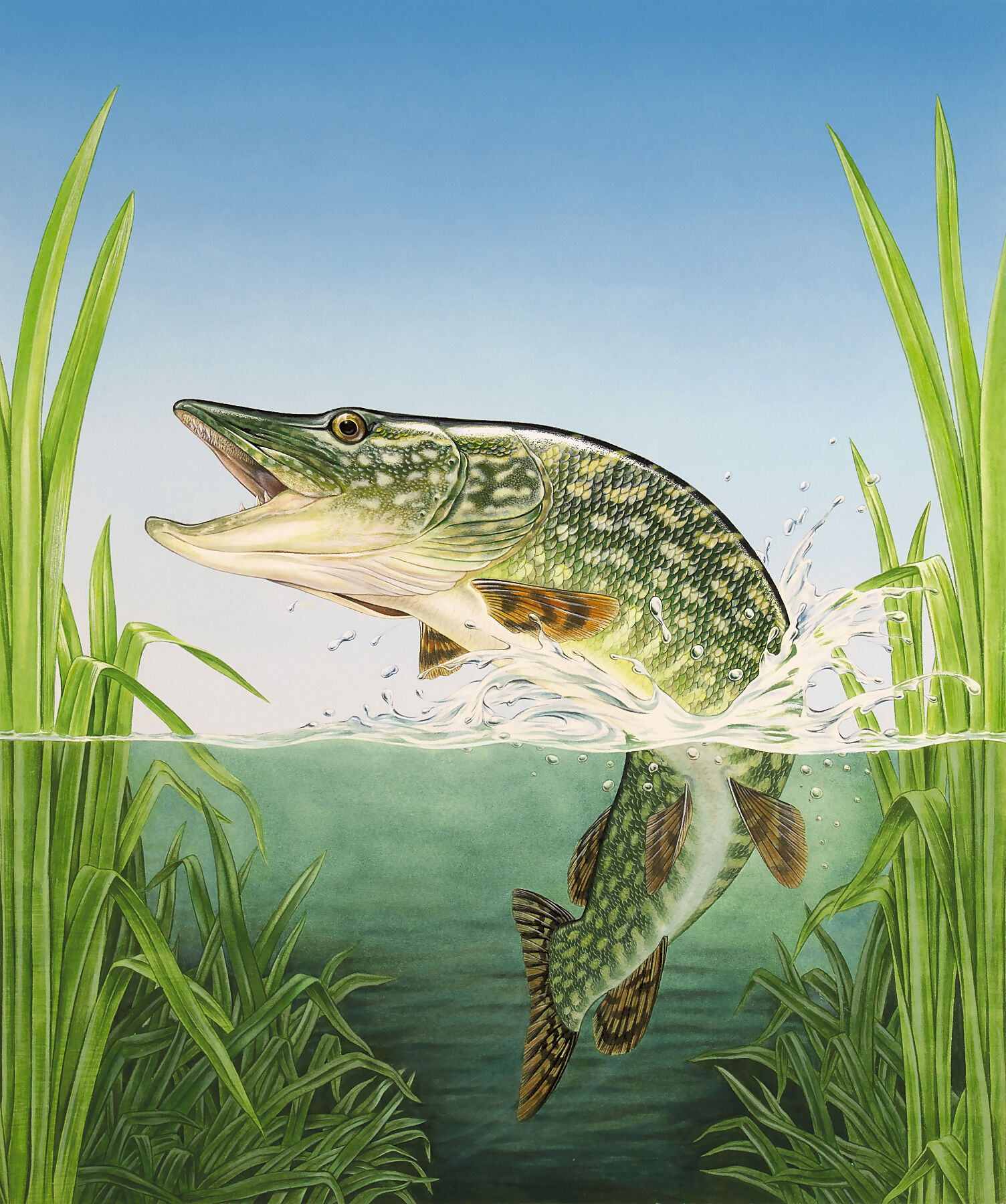 Original northern pike painting