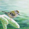 Goldcrest painting in acrylic