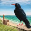 Painted of a chough bird