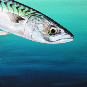 Fish & Marine Life Paintings