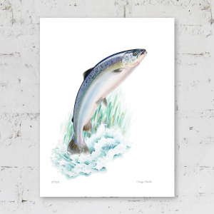 Signed print of an Atlantic Salmon