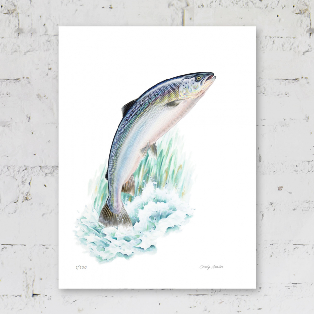 Signed print of an Atlantic Salmon