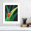 Ladybird print in a white frame