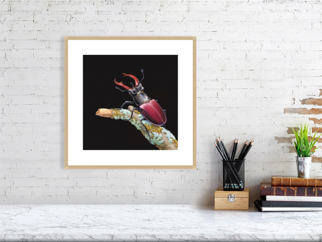 Stag beetle print in an oak frame