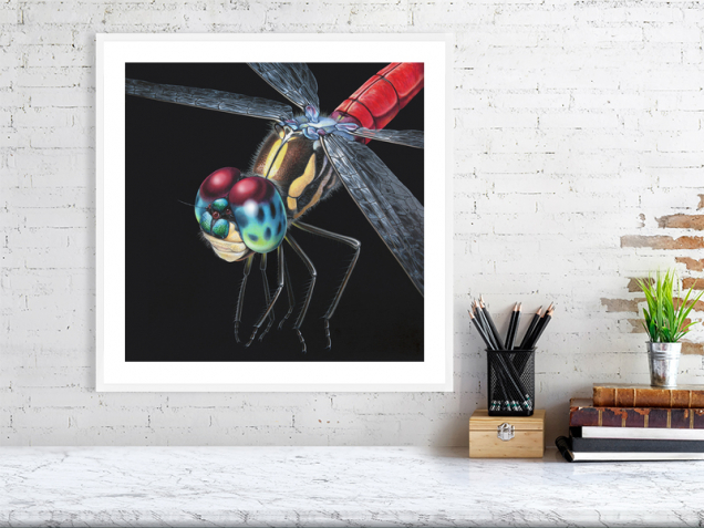 Dragonfly print on a white frame
