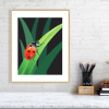 Ladybird print in an oak frame