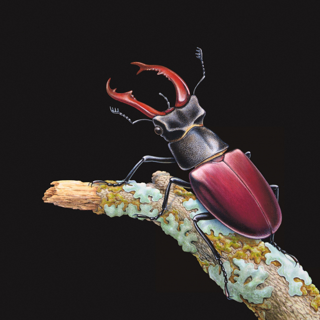 Original painting of a stag beetle