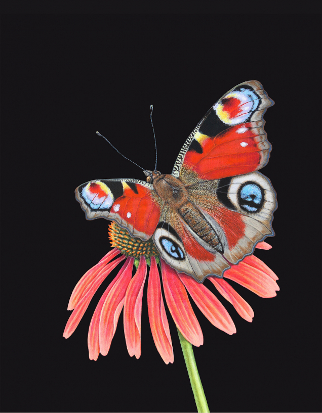 Original painting of a peacock butterfly