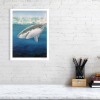 Signed print of a great white shark
